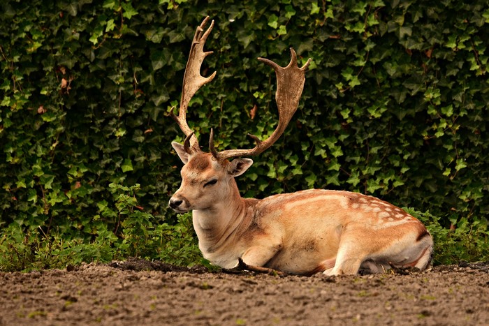 Fallow deer lying down in front of ivy wall