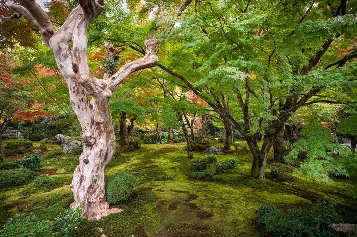 Kyoto Gardens with Trees in Autumn