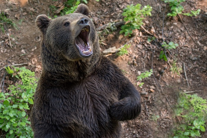 Brown Bear Roaring in Forest