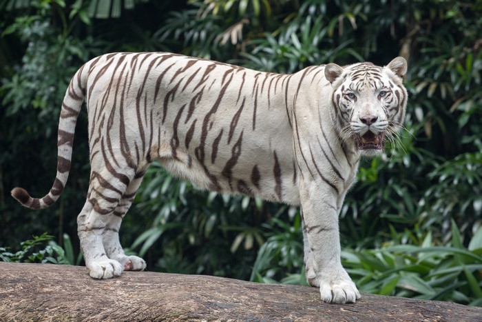 White Bengal Tiger standing on a log