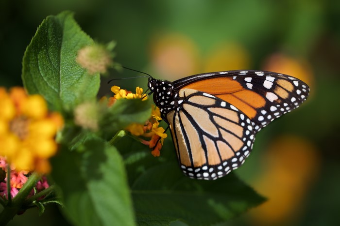 Monarch butterfly on yellow flowers