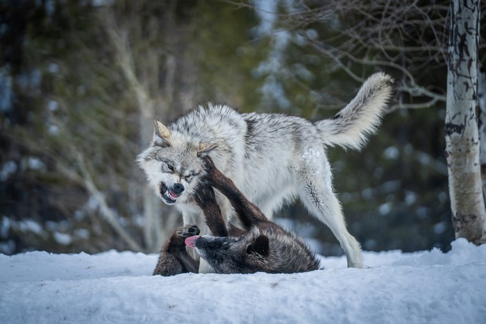 Two wolves fighting in the snow