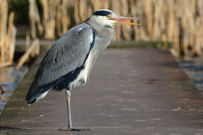 Grey Heron standing on a wooden pier