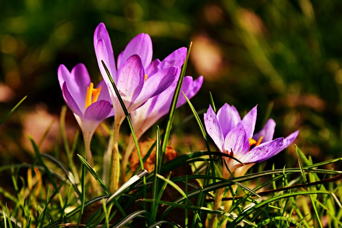 Purple Crocuses in Grass with Bokeh
