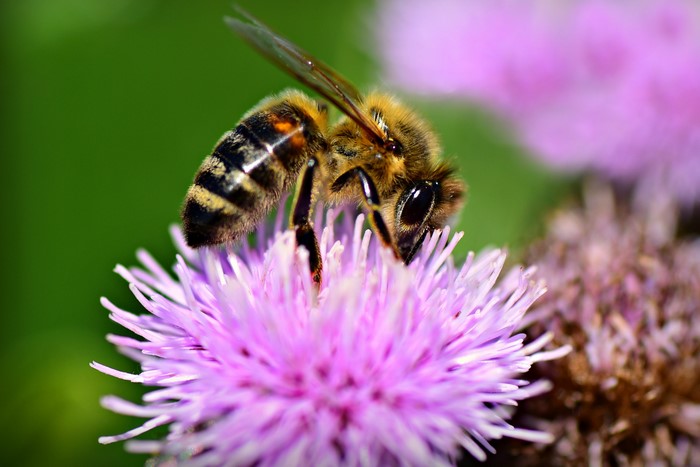 Bee on a purple thistle flower