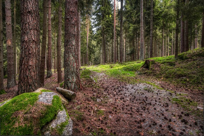 Forest path with pine cones and mossy rocks in Germany