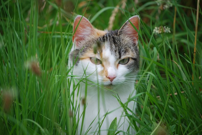 Calico cat peeking through tall green grass