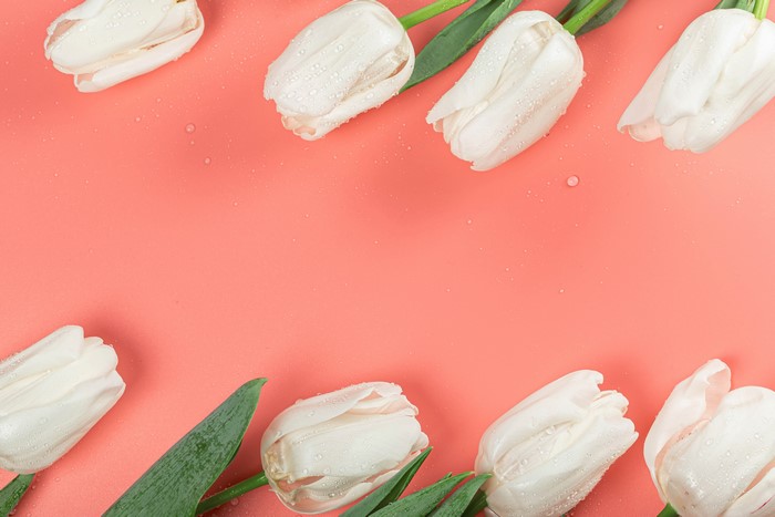 White Tulips with Water Drops on Coral Background