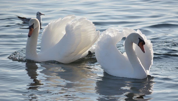 Two white swans and a seagull on water