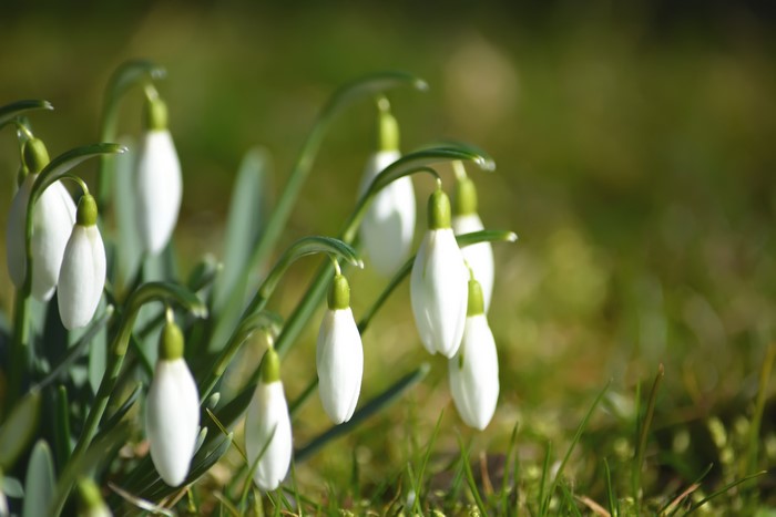 Closeup of white snowdrops with bokeh