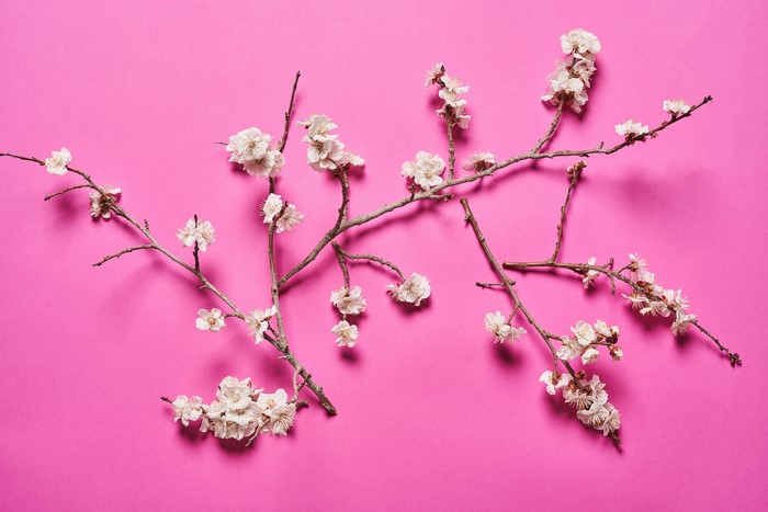 Flowering branches on a pink background