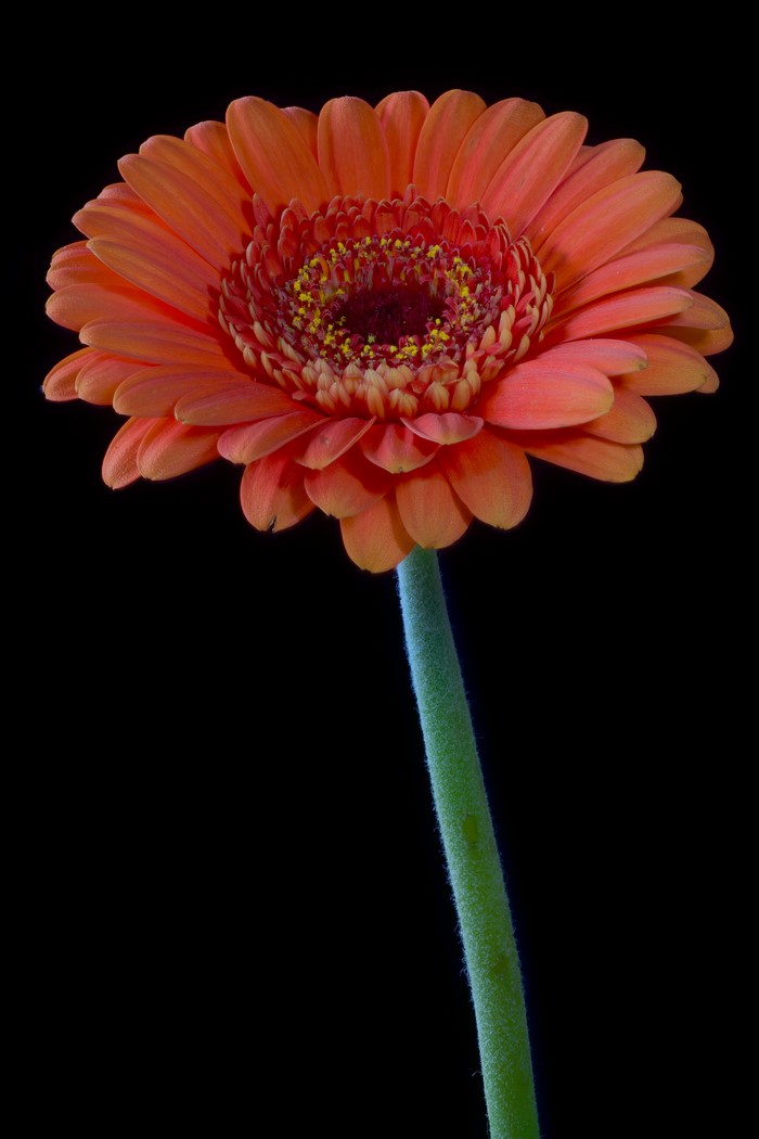 Orange Gerbera Daisy with Black Background