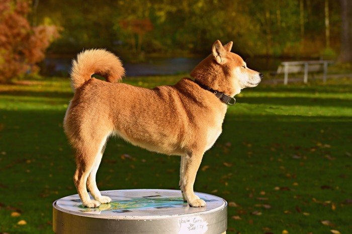 Shiba Inu dog standing on a round surface