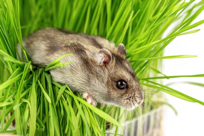 Hamster in green grass