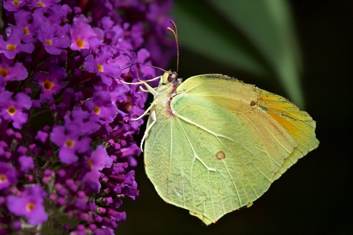 4K Butterfly on Purple Flowers