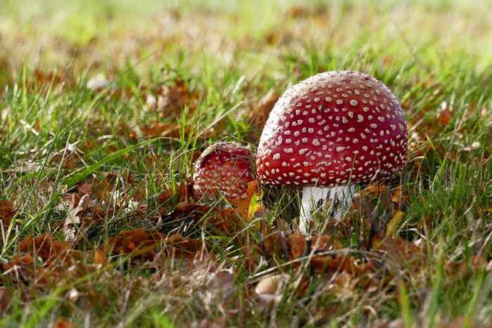 Two red and white Amanita mushrooms in grass