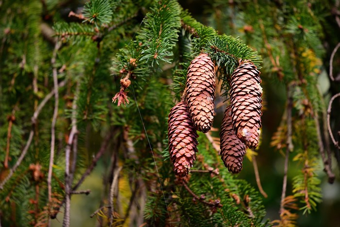 Pine cones on a spruce branch