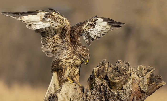 Hawk perched on a log with wings spread