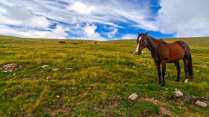 Brown horse in a grassy field with clouds