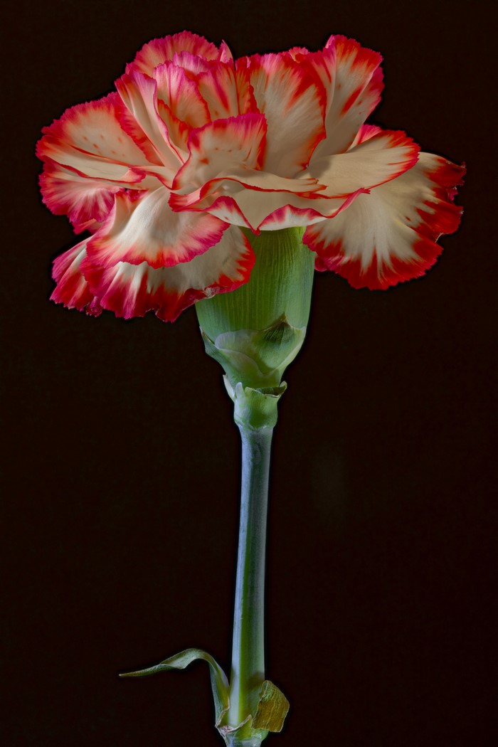 4K Carnation flower with red and white petals
