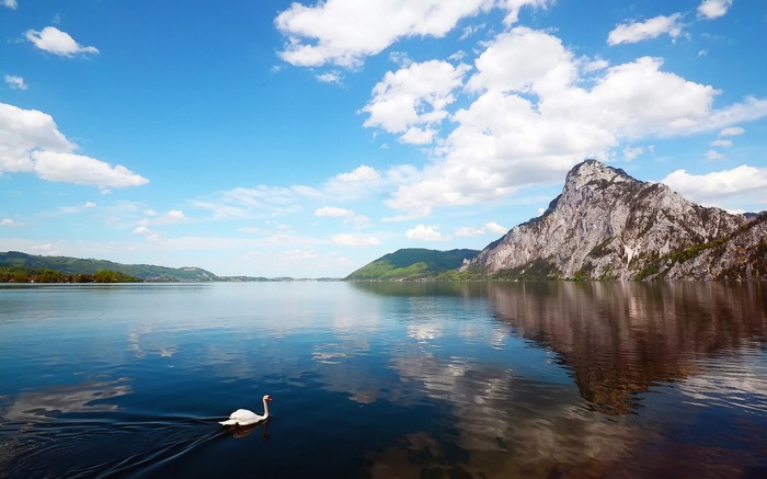 Swan on a lake with mountains and clouds
