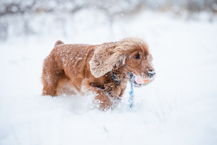 Brown Cocker Spaniel Dog Playing in Snow with Ball