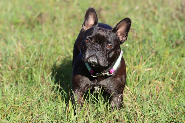 Black French Bulldog in Grass