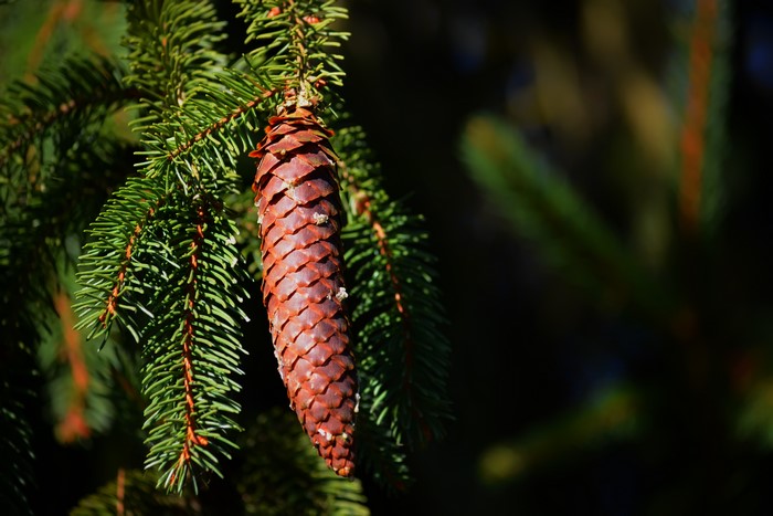 Pine cone on a spruce branch