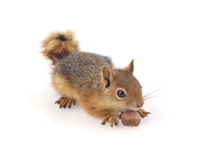 Squirrel holding a nut on a white background