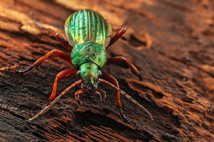 Golden Ground Beetle on Wood