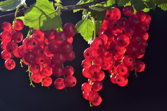 Red Currants on a Branch with Leaves