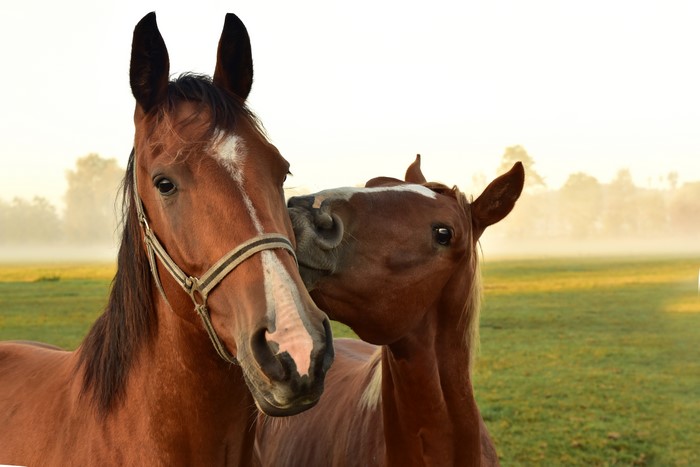Two brown horses in a field
