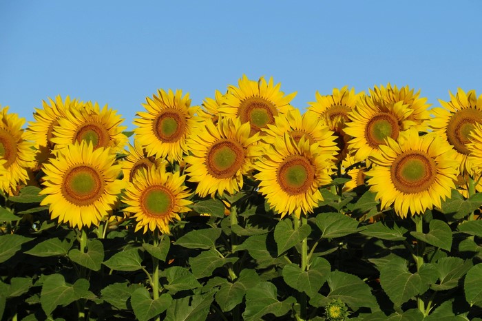 Field of Sunflowers Under a Blue Sky