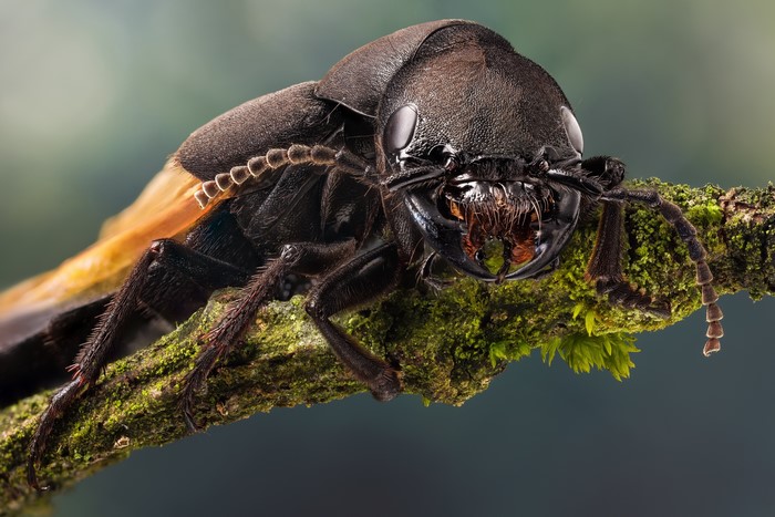 Devil's Coach Horse Beetle on a Mossy Branch