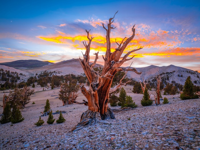 Ancient Bristlecone Pine Forest at Sunset, California