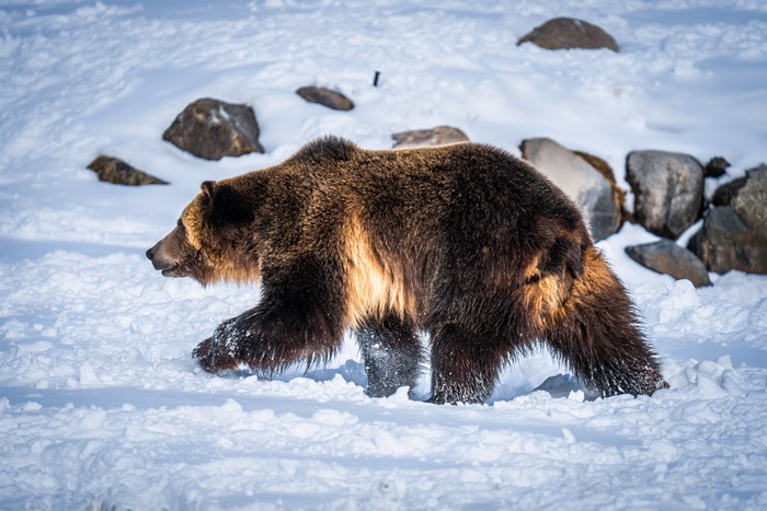 Brown Bear Walking in Snow