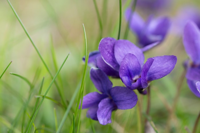 Purple Violets in Green Grass