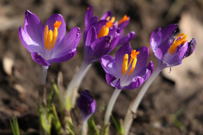 Purple Crocuses with Orange Stamens