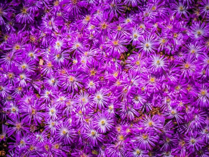 Many Violet Aster Amellus Flowers