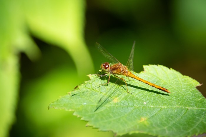 Dragonfly resting on a green leaf with bokeh background