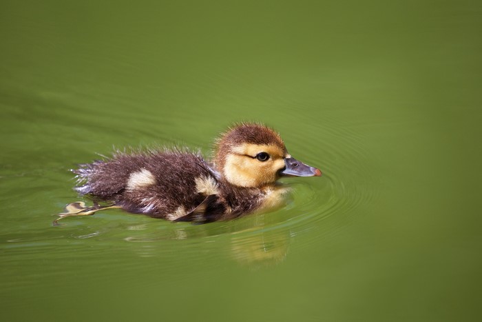 Baby duck swimming in green water