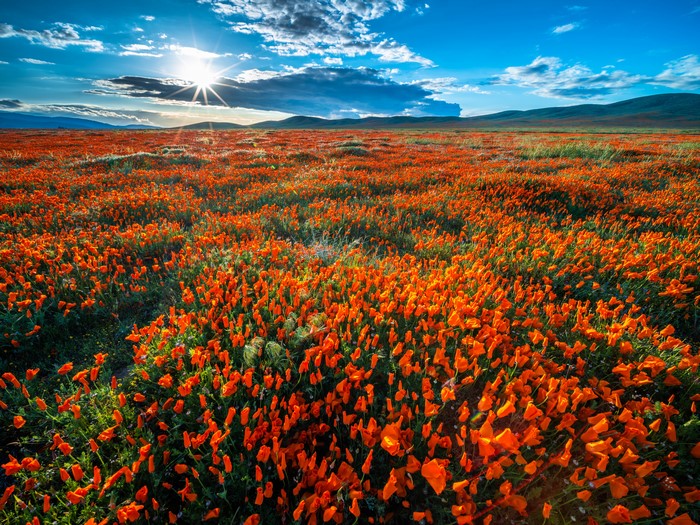 California Poppies Field Under Sun and Clouds