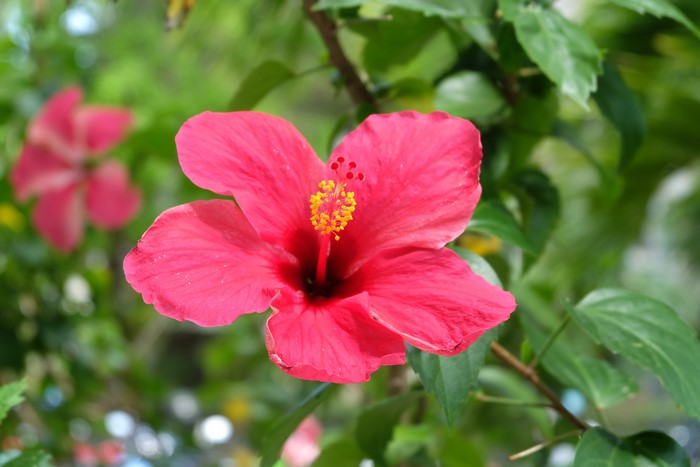 Close-up of a pink hibiscus flower with bokeh background