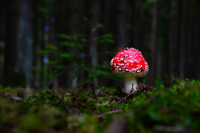 Amanita mushroom in a mossy forest