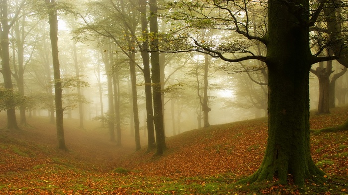 Misty forest with autumn leaves on the ground