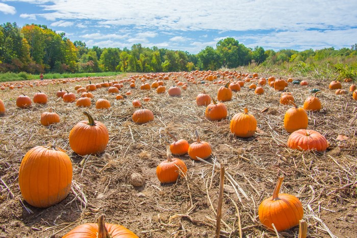 Pumpkin Field with Trees and Blue Sky