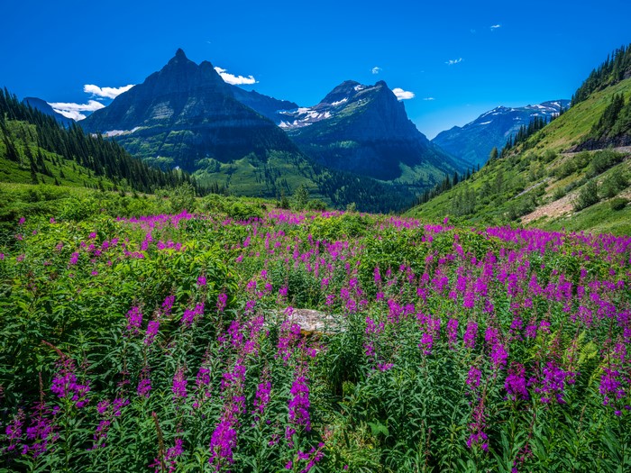 Glacier National Park Mountains with Wildflowers