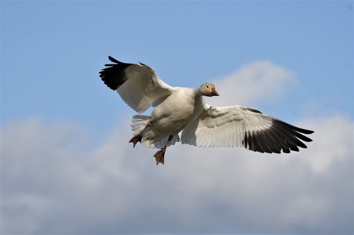 Snow Goose in flight against a cloudy blue sky