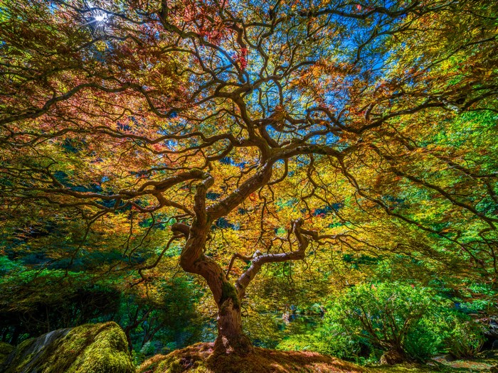 Japanese Garden in Portland, USA with Autumn Trees