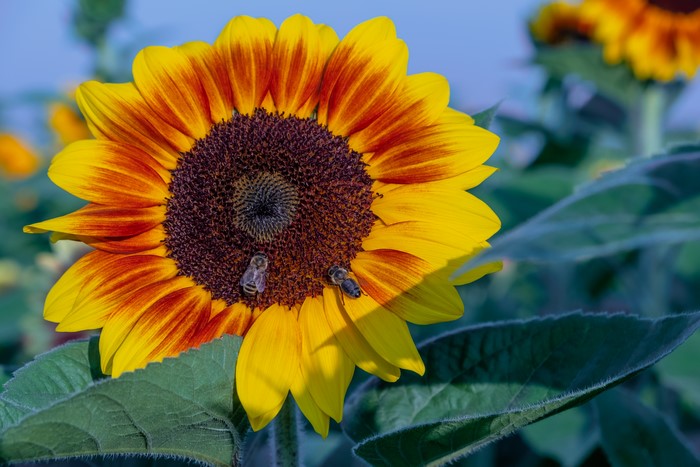 Two bees on a sunflower with red and yellow petals